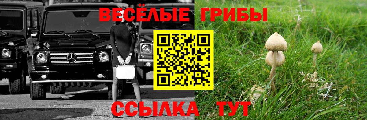 Кувандык  Псилоцибиновые грибы Psilocybine cubensis  Вход с VPN 